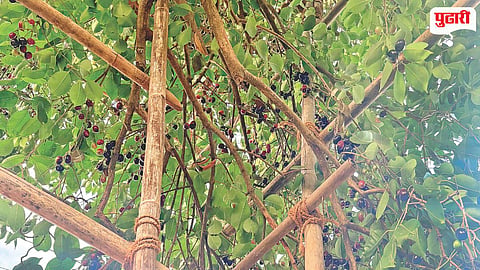 Bahadoli Jamun GI Tag