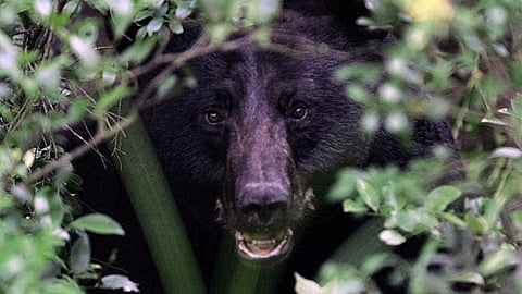 Yavatmal Bear Attack