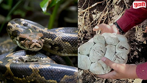 Amravati Python News : ७ फुटाच्या अजगरासह १० अंड्यांना जीवदान; अजगरासह अंडी मिळण्याची पहिलीच घटना