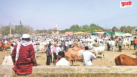 bullock pair prices