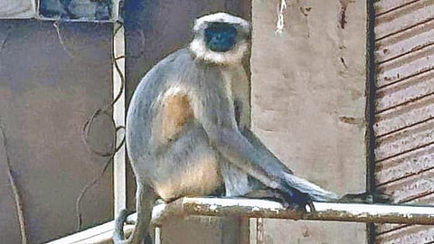 Kolhapur Monkey Attack