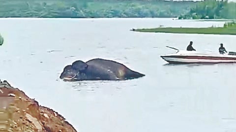 Bommanahalli elephant carcass: बोम्मनहळ्ळी बॅकवॉटरमध्ये हत्तीचे कलेवर