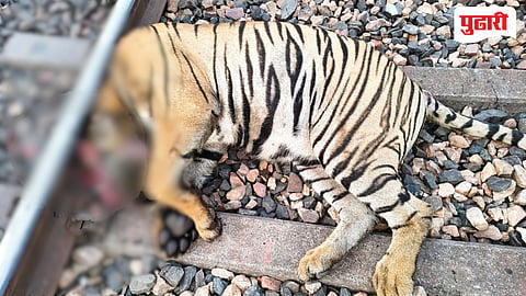 Tadoba Tiger Death