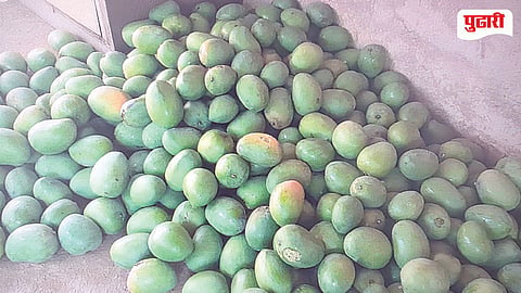 Mango Cashew Crop Loss