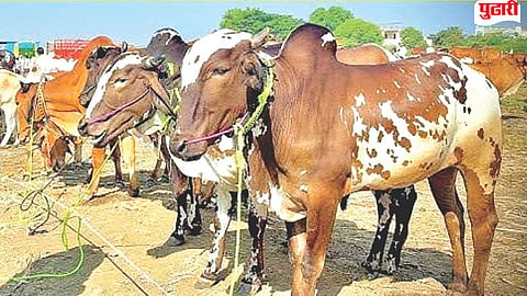Renapur cattle market