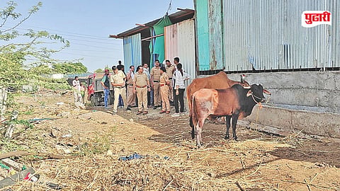 Jalna illegal slaughterhouse raid