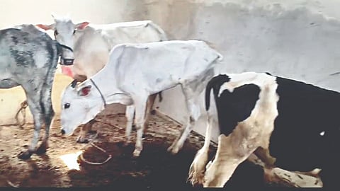 Belgaum slaughterhouse raid: कत्तलखान्यावर छापा; ४७ गायींची सुटका