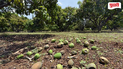 Unseasonal Rain Crop Damage