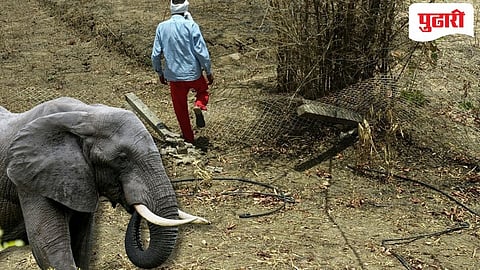 Gadchiroli Elephant Attack | पोर्ला परिसरात हत्तींचा धुमाकूळ; साहित्यासह फळबागांची केली नासधूस