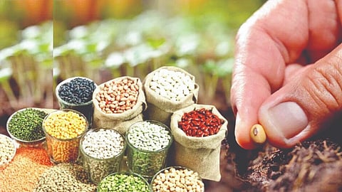 Belgaum seed availability: मागणी ३७,५४३ क्विंटल; उपलब्ध ३०,४४२