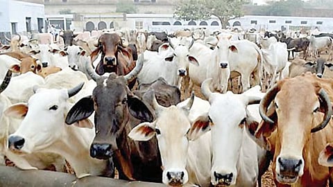 Beed cattle slaughter allegations