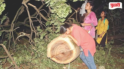 Tree Cutting
