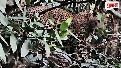 Kolhapur leopard news | काळजाचा ठोका चुकला, समोर साक्षात मृत्यू उभा होता