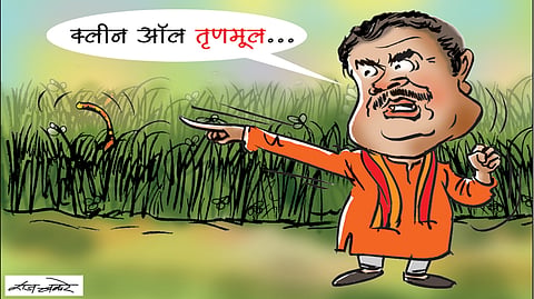 tiger in Bengal