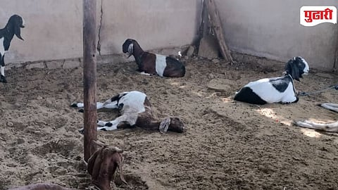 Leopard Attack On Goats Deola