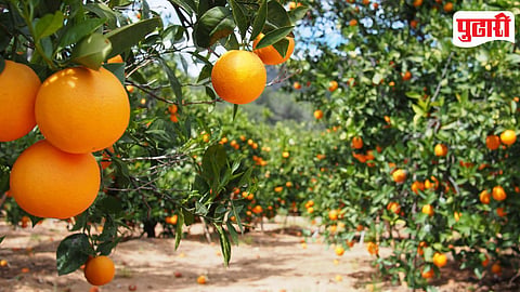 Fruit Plantation