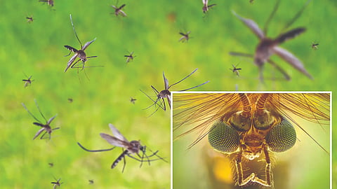 Mosquito Control