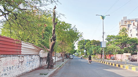 Solapur News: वाळलेल्या झाडांचे सांगाडे बनले धोकादायक
