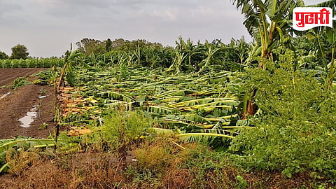 Baramati Hailstorm Crop Damage