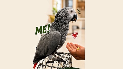 African Grey Parrot |