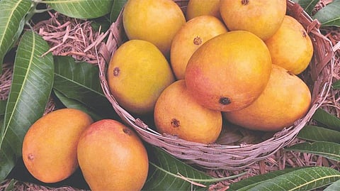 Hapus Mango