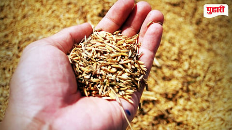 Rice Seed