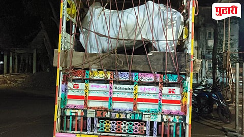 Raigad crime| पोलादपूरमध्ये अवैध गुरांची वाहतूक उघड; चार गुरांसह पिकअप पोलिसांच्या ताब्यात