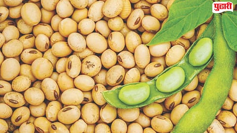 jowar tur dal price Jalna