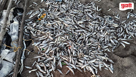 Satpati Fish Dead