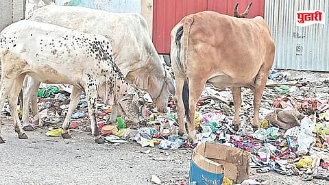 Jalna sanitation issue