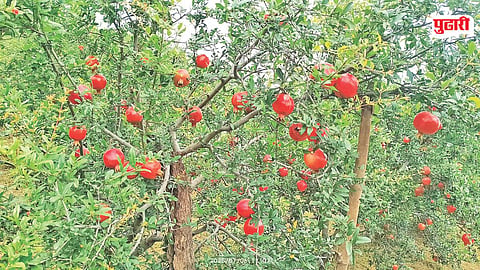 Pomegranate farming