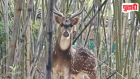 Deer