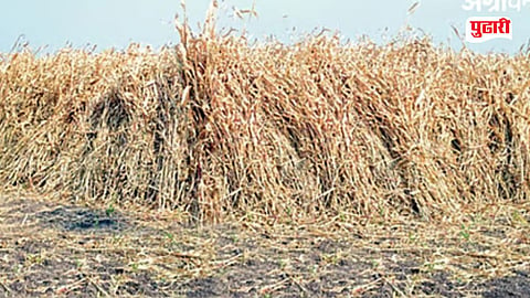 Renapur fodder crisis