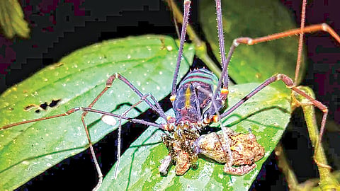 Spiders Eating Frogs |