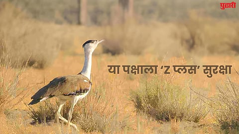 Great Indian Bustard