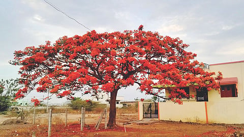Gulmohar tree