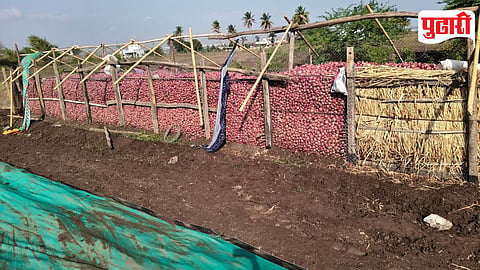 Onion Crop Damage