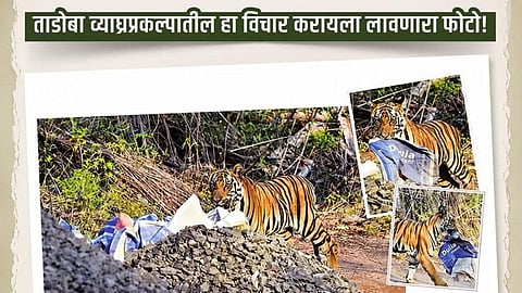 Tadoba Plastic Pollution Wildlife