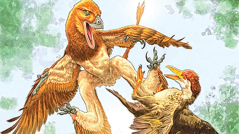 Four Winged Dinosaur |