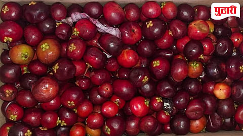Ratamba Kokum fruit | कोकणचं लाल रत्न 'रातांबा' ! सिंधुदुर्गच्या शेतकऱ्यांसाठी आर्थिक वरदान