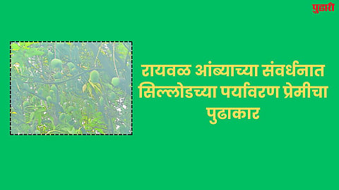 Environment Day : आम जपण्यासाठी खास प्रयत्न
