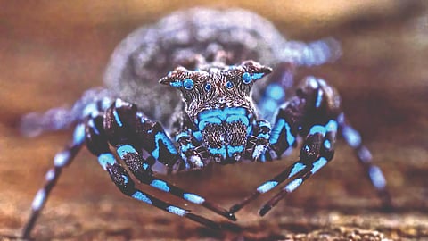 Global Biodiversity Threat |