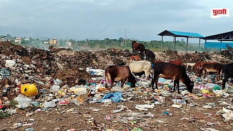 Pali Dumping Ground