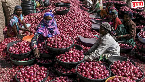 NAFED Onion Procurement