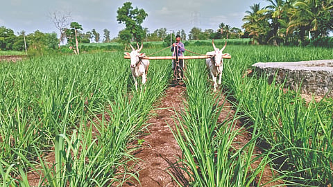 Kharif Season