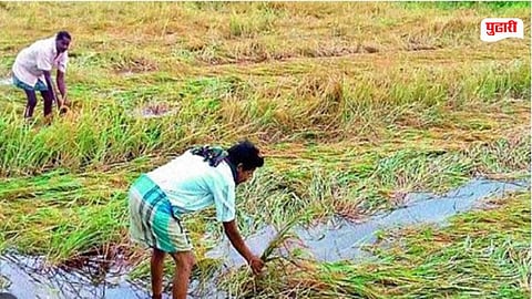 Maharashtra Loan Waiver