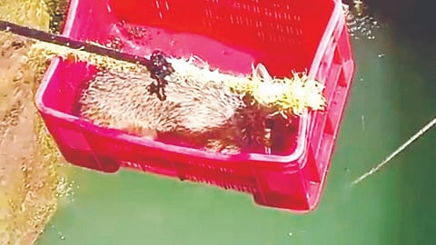 Solapur News: विहिरीत पडलेल्या कोल्ह्याला काढले बाहेर
