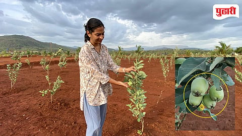 Apple farming in Konkan Ratnagiri | कोकणात सफरचंद क्रांतीची नांदी! वेरळच्या प्रगतशील शेतकऱ्याचा यशस्वी प्रयोग