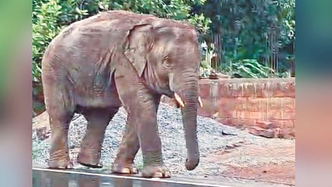 Omkar Elephant