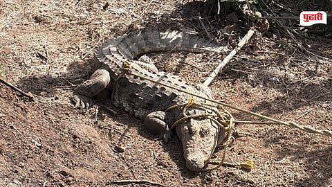 Mahad Crocodile News